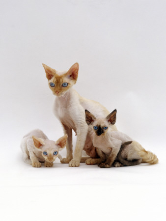 Domestic Cat, Three Tortoiseshell Devon Si-Rex Kittens by Jane Burton Pricing Limited Edition Print image