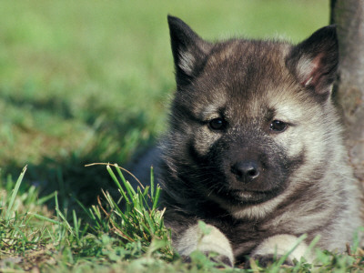 Norwegian Elkhound Puppy Lying In Grass by Adriano Bacchella Pricing Limited Edition Print image