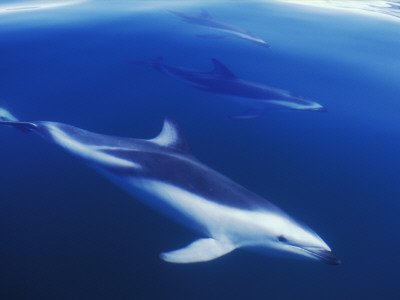 Dusky Dolphins Just Below Surface, False Bay, South Africa by Tony Heald Pricing Limited Edition Print image
