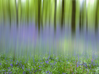 Bluebells In Beech Wood Abstract, Scotland, Uk by Pete Cairns Pricing Limited Edition Print image
