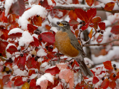 American Robin, Female Feeding In Black Hawthorn, Grand Teton National Park, Wyoming, Usa by Rolf Nussbaumer Pricing Limited Edition Print image