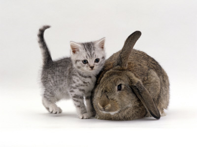 Domestic Cat, Silver Spotted Kitten With Agouti Lop Rabbit by Jane Burton Pricing Limited Edition Print image