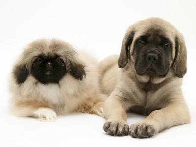 Pekingese And English Mastiff Puppies by Jane Burton Pricing Limited Edition Print image