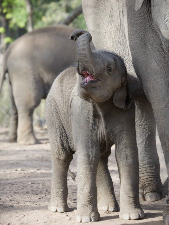 Baby Indian Elephant, Will Be Trained To Carry Tourists, Bandhavgarh National Park, India by Tony Heald Pricing Limited Edition Print image