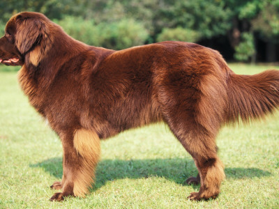 Brown Newfoundland Standing In Show Stack / Pose by Adriano Bacchella Pricing Limited Edition Print image