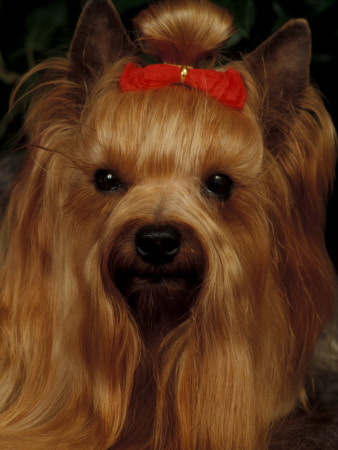 Yorkshire Terrier With Hair Tied Up by Adriano Bacchella Pricing Limited Edition Print image