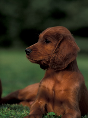 Irish / Red Setter Puppy Lying On Grass by Adriano Bacchella Pricing Limited Edition Print image