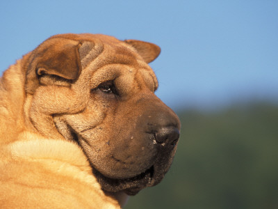Shar Pei Looking Back by Adriano Bacchella Pricing Limited Edition Print image