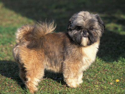 Shih Tzu Puppy Standing On Grass by Adriano Bacchella Pricing Limited Edition Print image