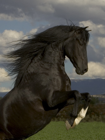 Black Peruvian Paso Stallion Rearing, Sante Fe, Nm, Usa by Carol Walker Pricing Limited Edition Print image
