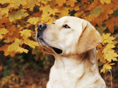 Labrador Retriever, Illinois, Usa by Lynn M. Stone Pricing Limited Edition Print image