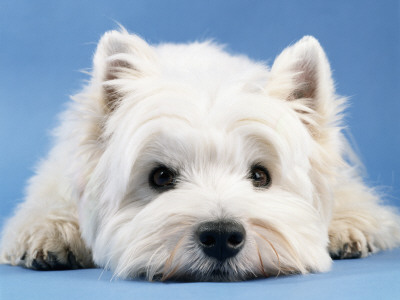 West Highland White Terrier by Steimer Pricing Limited Edition Print image