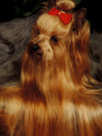 Yorkshire Terrier With Hair Tied Up And More Hair Falling Over The Edge by Adriano Bacchella Pricing Limited Edition Print image