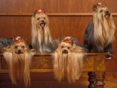 Domestic Dogs, Four Yorkshire Terriers On A Table With Hair Tied Up And Very Long Hair by Adriano Bacchella Pricing Limited Edition Print image