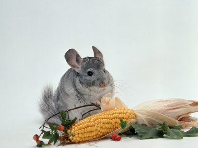Long-Tailed Chinchilla by Steimer Pricing Limited Edition Print image