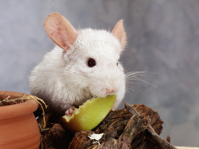 White Long-Tailed Chinchilla Feeding by Steimer Pricing Limited Edition Print image