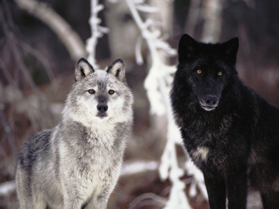 Grey Wolves Showing Fur Colour Variation, (Canis Lupus) by Tom Vezo Pricing Limited Edition Print image