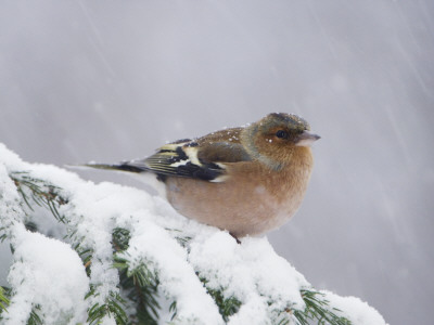 Common Chaffinch Adult On Spruce Branch In Snow, Switzerland, December by Rolf Nussbaumer Pricing Limited Edition Print image