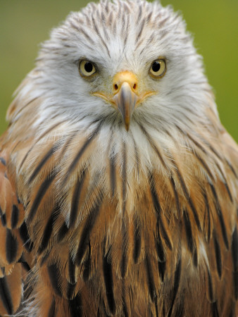 Red Kite, Iucn Red List Of Endangered Species Captive, France by Eric Baccega Pricing Limited Edition Print image