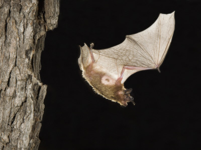Evening Bat Flying At Night From Nest Hole In Tree, Rio Grande Valley, Texas, Usa by Rolf Nussbaumer Pricing Limited Edition Print image