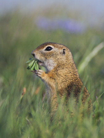 European Suslik Souslik Adult Feeding, National Park Lake Neusiedl, Austria by Rolf Nussbaumer Pricing Limited Edition Print image