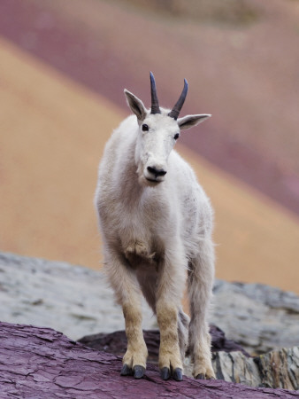 Mountain Goat Adult In Summer Coat, Glacier National Park, Montana, Usa by Rolf Nussbaumer Pricing Limited Edition Print image