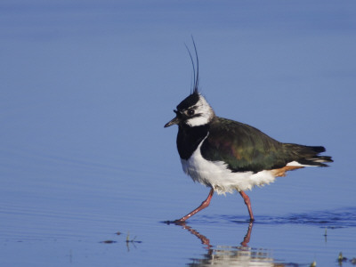 Northern Lapwing Adult Wading, National Park Lake Neusiedl, Austria by Rolf Nussbaumer Pricing Limited Edition Print image