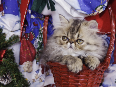Persian Cat Brown Tabby Kitten In Basket, Texas, Usa by Rolf Nussbaumer Pricing Limited Edition Print image