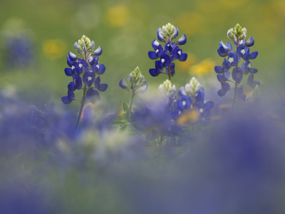 Wildflower Field With Texas Bluebonnet, Comal County, Hill Country, Texas, Usa, March 2007 by Rolf Nussbaumer Pricing Limited Edition Print image
