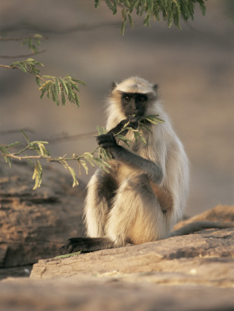 Hanuman Langur Juvenile Feeding On Acacia Leaves, Thar Desert, Rajasthan, India by Jean-Pierre Zwaenepoel Pricing Limited Edition Print image