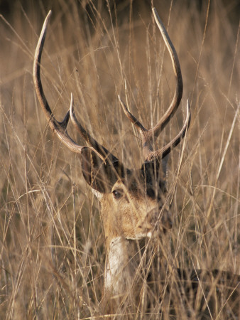 Chital Spotted Deer Male In Grass, Ranthambore Np, Rajasthan, India by Jean-Pierre Zwaenepoel Pricing Limited Edition Print image