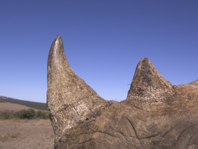 Close Up Of Horn Of Desert Black Rhinoceros Horn, Addo Elephant National Park, South Africa by Mark Carwardine Pricing Limited Edition Print image