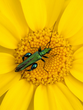 Thick-Legged Flower Beetle On Corn Marigold, Cornwall, Uk by Ross Hoddinott Pricing Limited Edition Print image