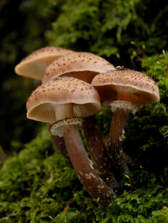 Toadstools Of Honey Fungus, Shaugh Bridge, Dartmoor Np, Devon, Uk by Ross Hoddinott Pricing Limited Edition Print image