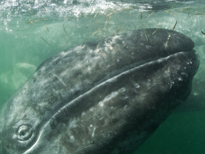 Grey Whale Calf With Mother Behind, San Ignacio Lagoon, Baja California, Mexico by Mark Carwardine Pricing Limited Edition Print image