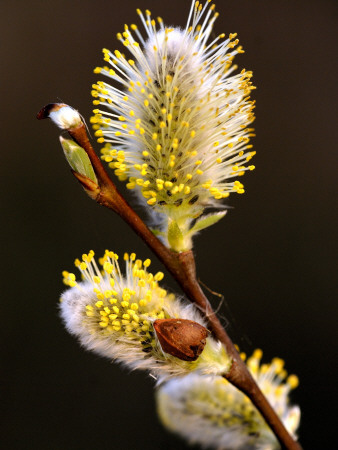 Sallow Catkins, Cornwall, Uk by Ross Hoddinott Pricing Limited Edition Print image