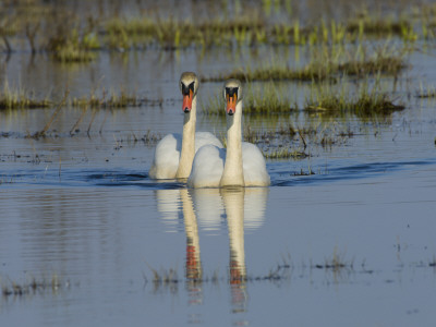 Two Mute Swans On Water, Hornborgasjon Lake, Sweden by Inaki Relanzon Pricing Limited Edition Print image