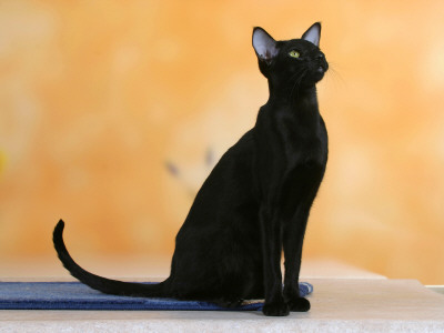 Oriental Shorthair Cat, Black Ebony by Petra Wegner Pricing Limited Edition Print image