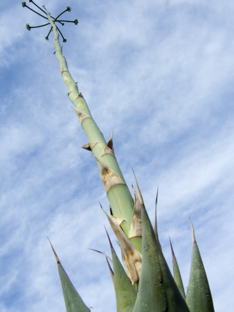 Parry's Century Plant. Organ Pipe Cactus National Monument, Arizona, Usa by Philippe Clement Pricing Limited Edition Print image