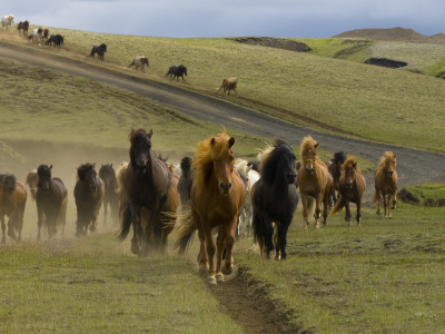 Icelandic Horses Runnng Near Landmannalaugar, Iceland by Inaki Relanzon Pricing Limited Edition Print image