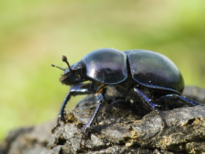 Dor Beetle On Dung, Wales, Uk by Andy Sands Pricing Limited Edition Print image