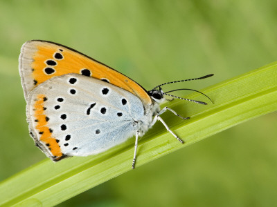 Large Copper Butterfly Wings Closed With Proboscis Fully Extended, Uk by Andy Sands Pricing Limited Edition Print image