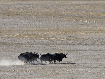 Herd Of Wild Yaks Running Across The Chang Tang Nature Reserve Of Central Tibet., December 2006 by George Chan Pricing Limited Edition Print image