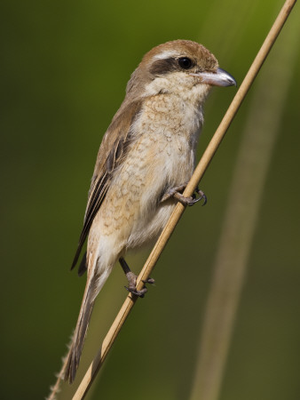 Brown Shrike Bandhavgarh Np, Madhya Pradesh, India, March by Tony Heald Pricing Limited Edition Print image