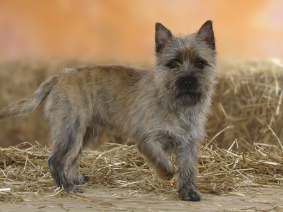 Cairn Terrier Standing With One Paw Raised by Petra Wegner Pricing Limited Edition Print image