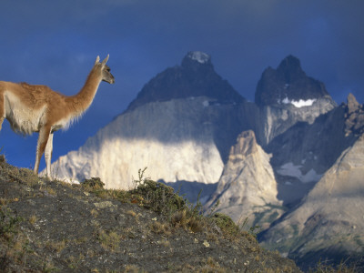 Guanaco With Mountains Behind, Torres Del Paine Np, Patagonia, Chile by Inaki Relanzon Pricing Limited Edition Print image