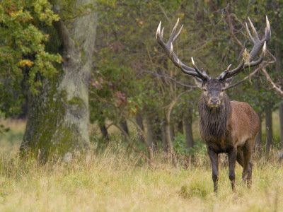 Red Deer Stag With Vegetation On Antlers During Rut, Dyrehaven, Denmark by Edwin Giesbers Pricing Limited Edition Print image