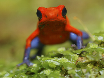 Strawberry Poison Arrow Dart Frog, Costa Rica by Edwin Giesbers Pricing Limited Edition Print image