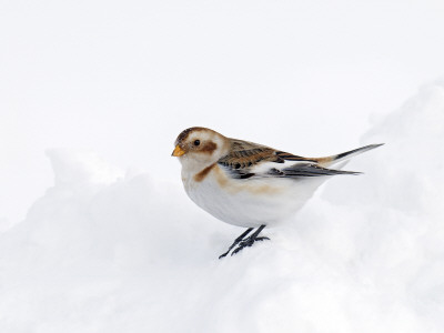 Snow Bunting In Snow, Cairngorms, Scotland, Uk by Andy Sands Pricing Limited Edition Print image