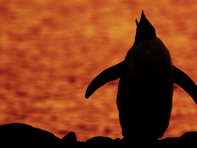 Gentoo Penguin Silhouetted At Sunset, Calling, Antarctica by Edwin Giesbers Pricing Limited Edition Print image